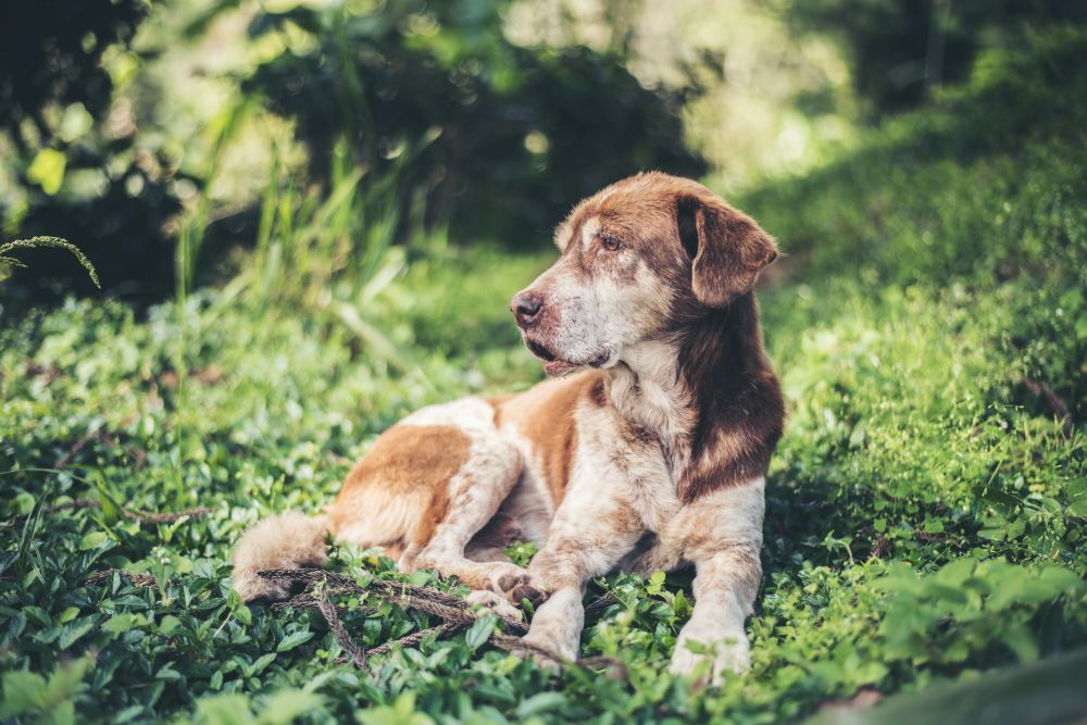 Quando il nostro amico a quattro zampe se ne va: affrontare la perdita di un animale da compagnia.